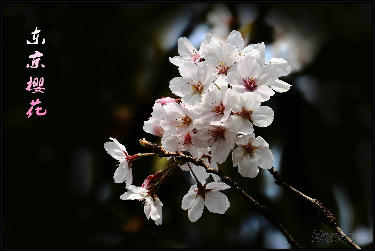 又到一年赏樱时(2024076)