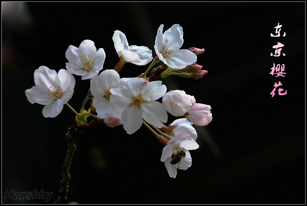 又到一年赏樱时(2024076)