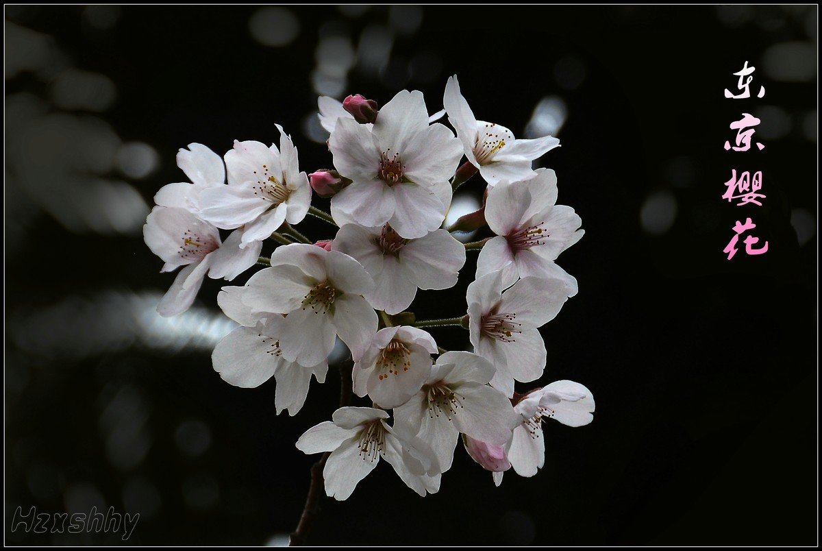 又到一年赏樱时(2024076)