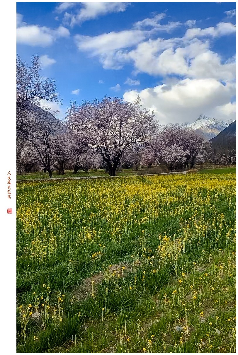 2024年第0368贴-林芝桃花风光纪实抓拍（0516）