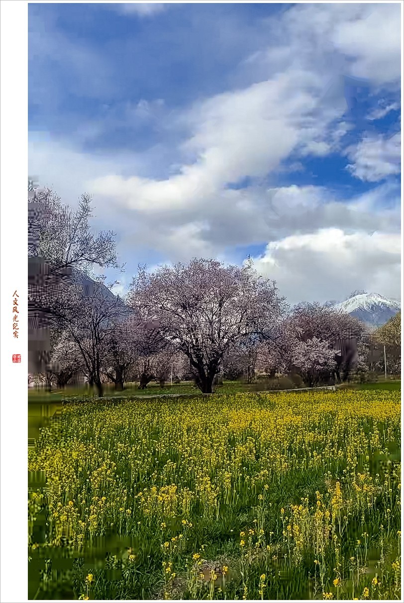 2024年第0368贴-林芝桃花风光纪实抓拍（0516）