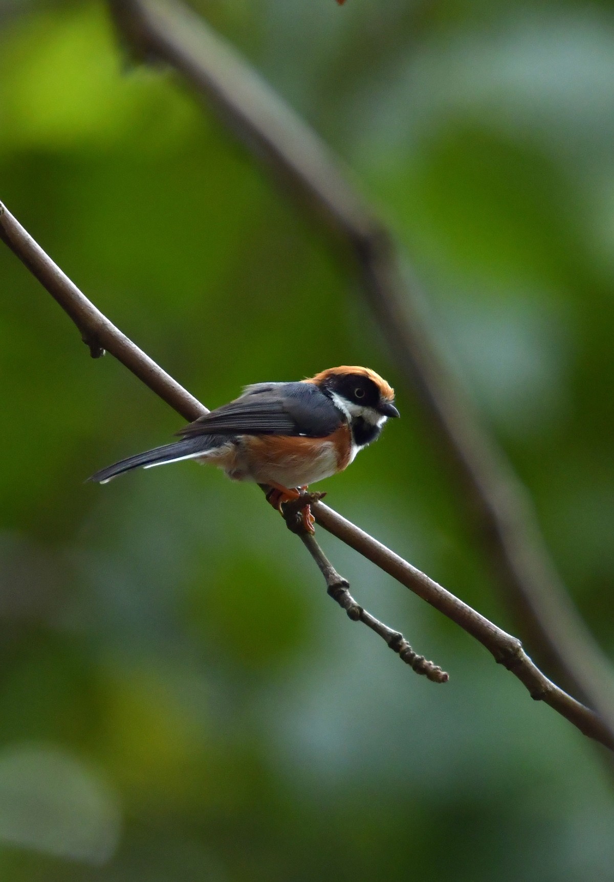 湿地公园拍鸟之---红头长尾山雀