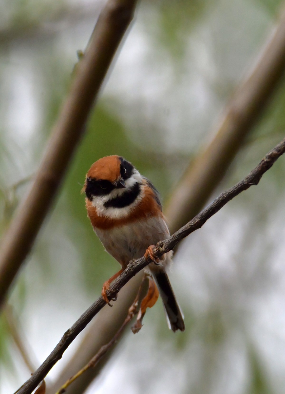 湿地公园拍鸟之---红头长尾山雀
