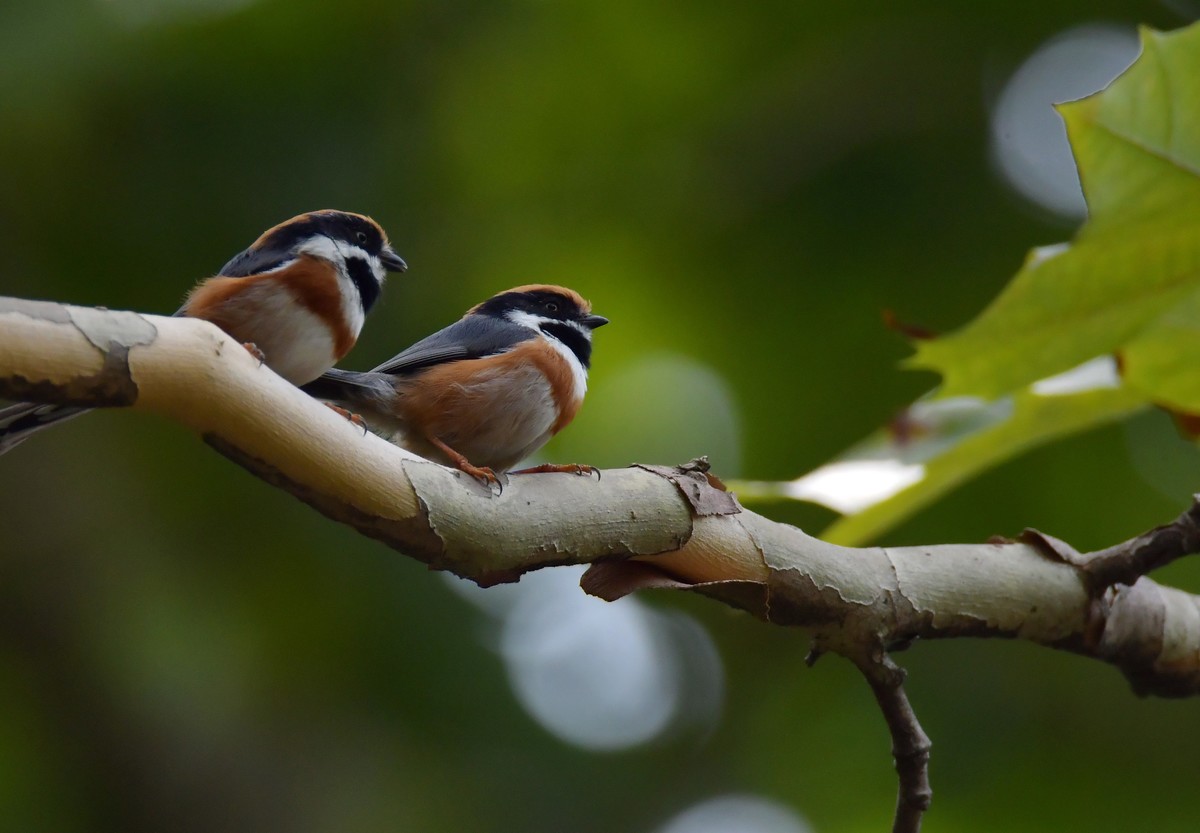 湿地公园拍鸟之---红头长尾山雀