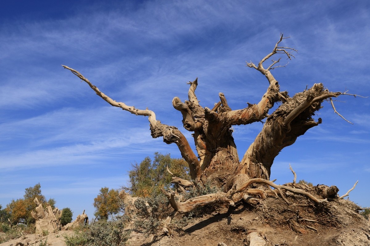 新疆伊吾的胡杨很有特点之二
