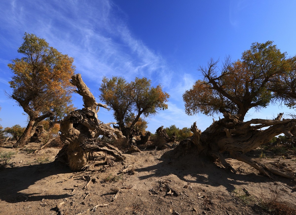 新疆伊吾的胡杨很有特点之二