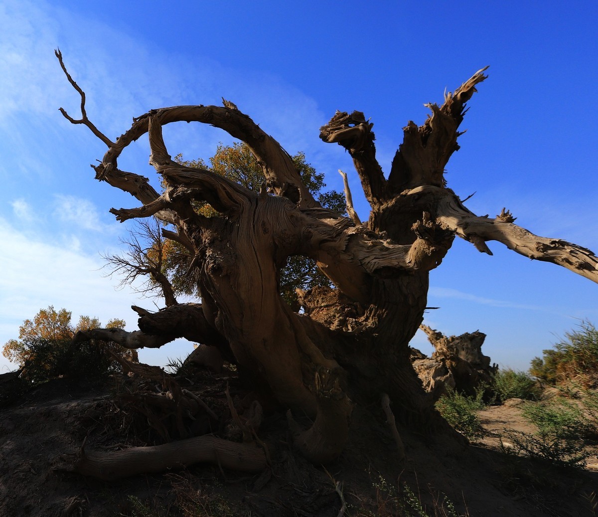 新疆伊吾的胡杨很有特点之二