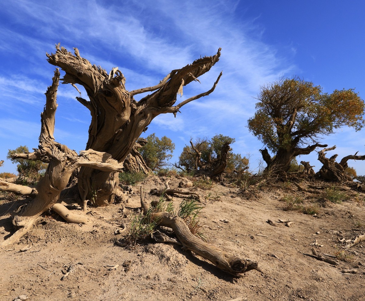 新疆伊吾的胡杨很有特点之二