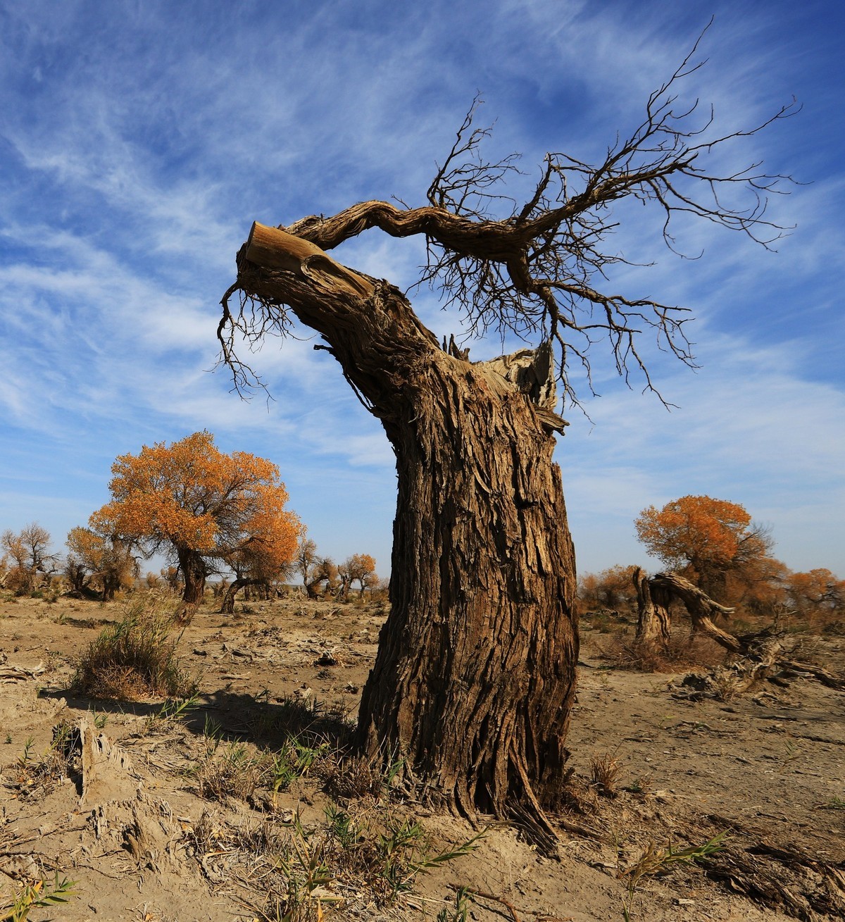 新疆伊吾的胡杨很有特点之二