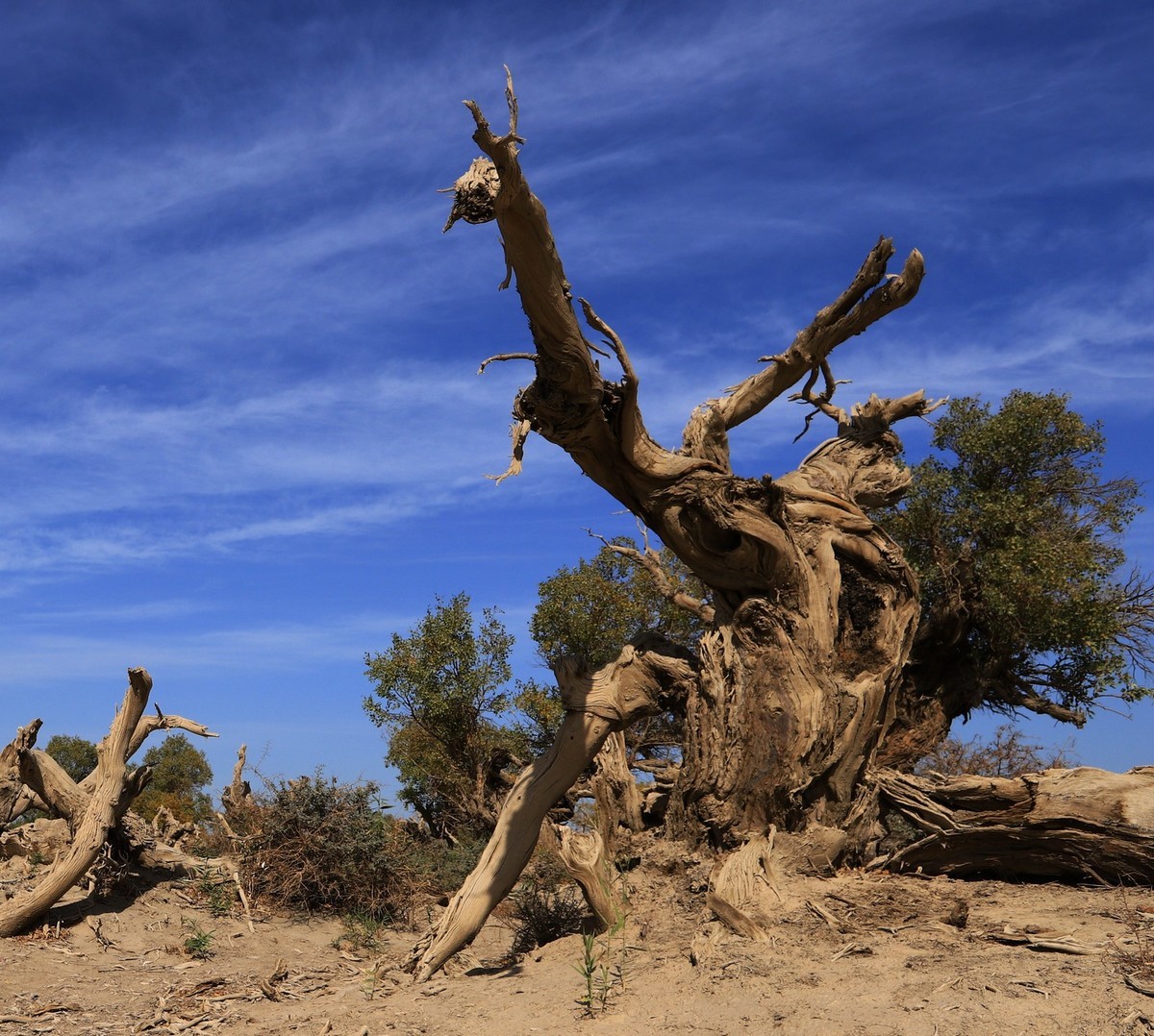 新疆伊吾的胡杨很有特点之二