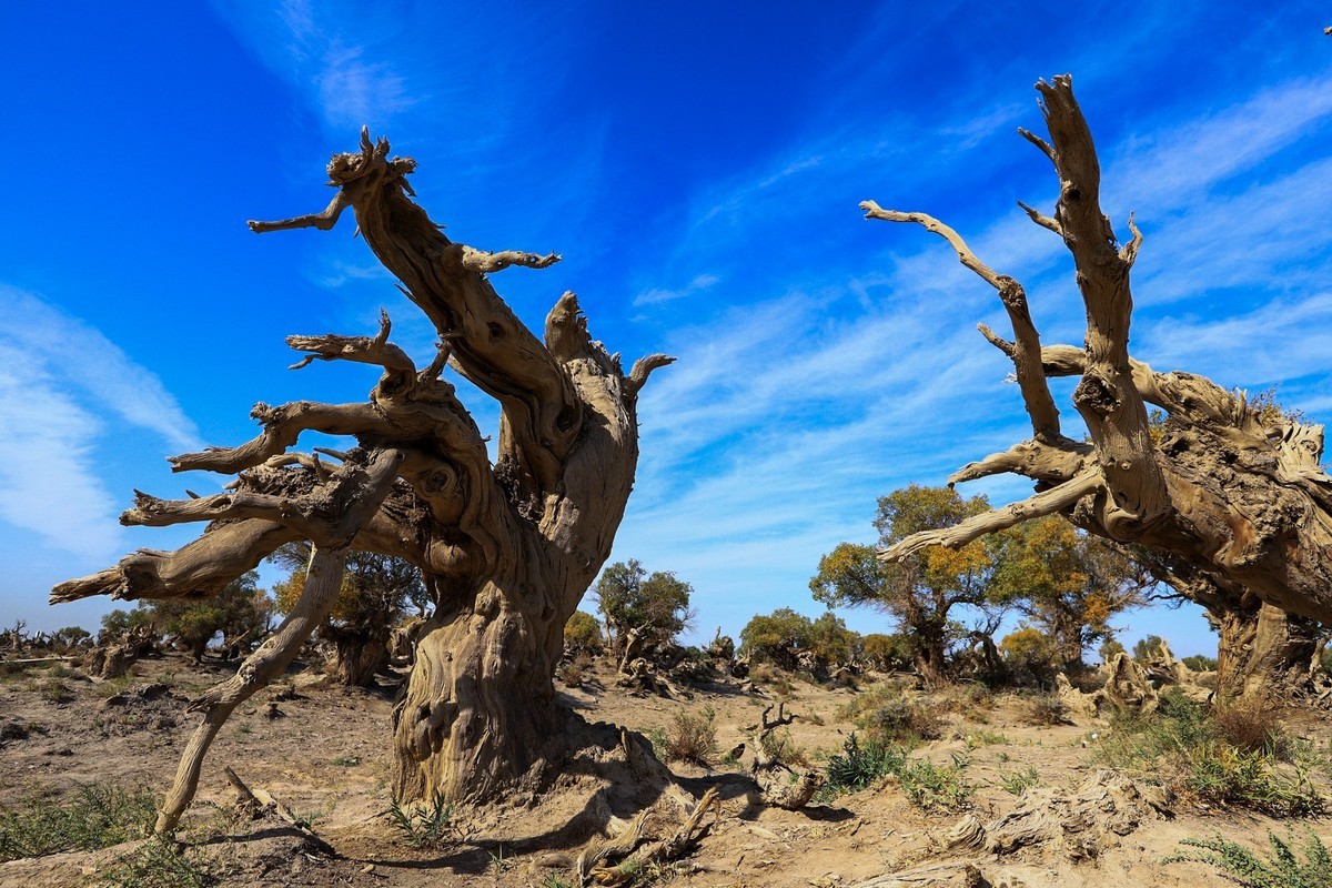 新疆伊吾的胡杨很有特点之二