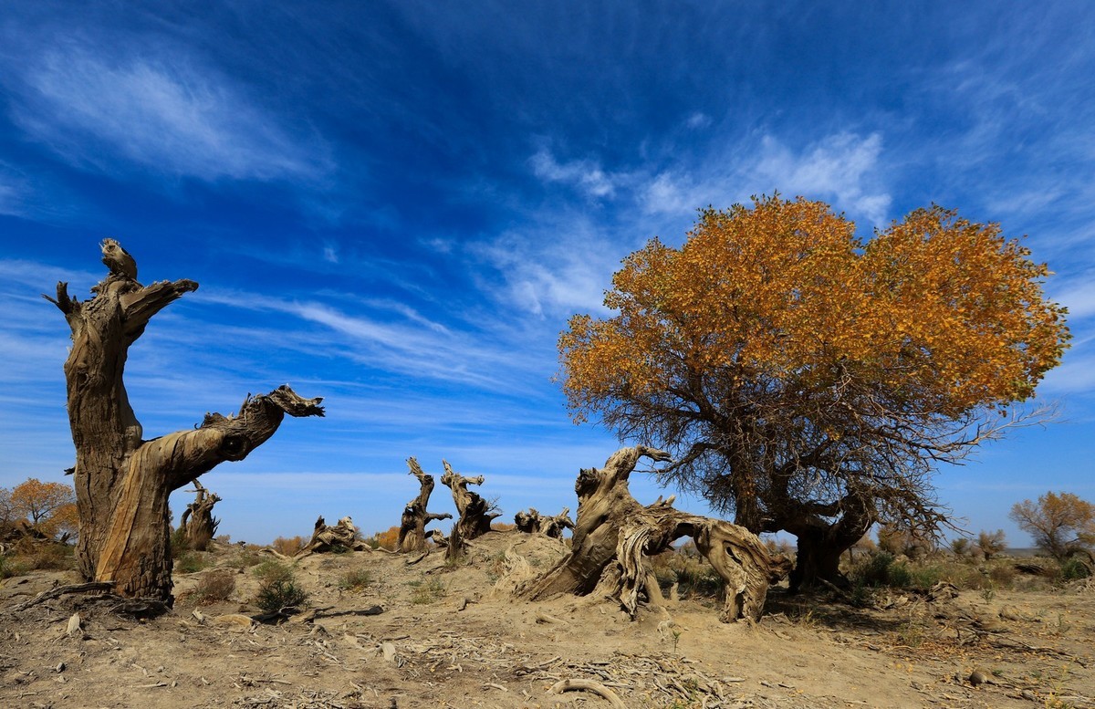 新疆伊吾的胡杨很有特点之二