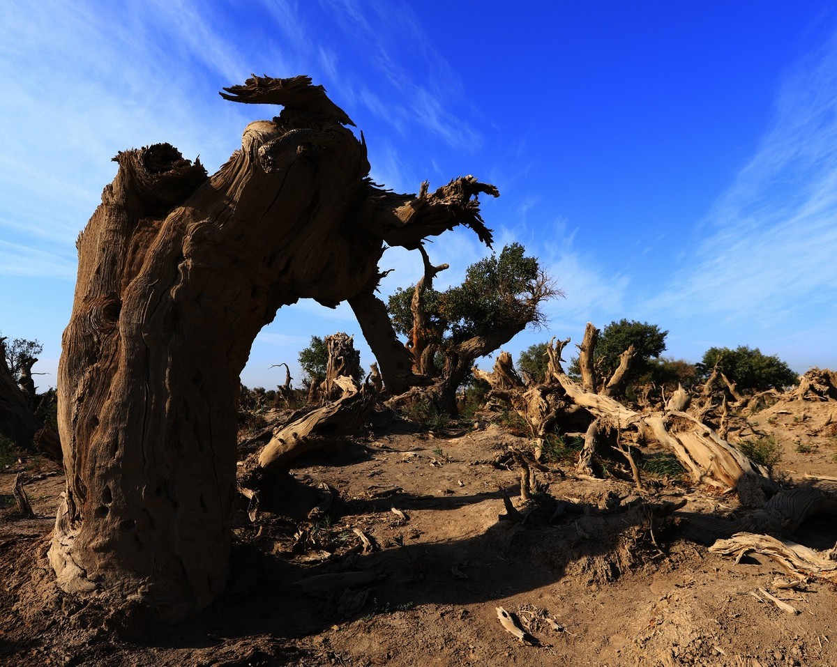 新疆伊吾的胡杨很有特点（1）