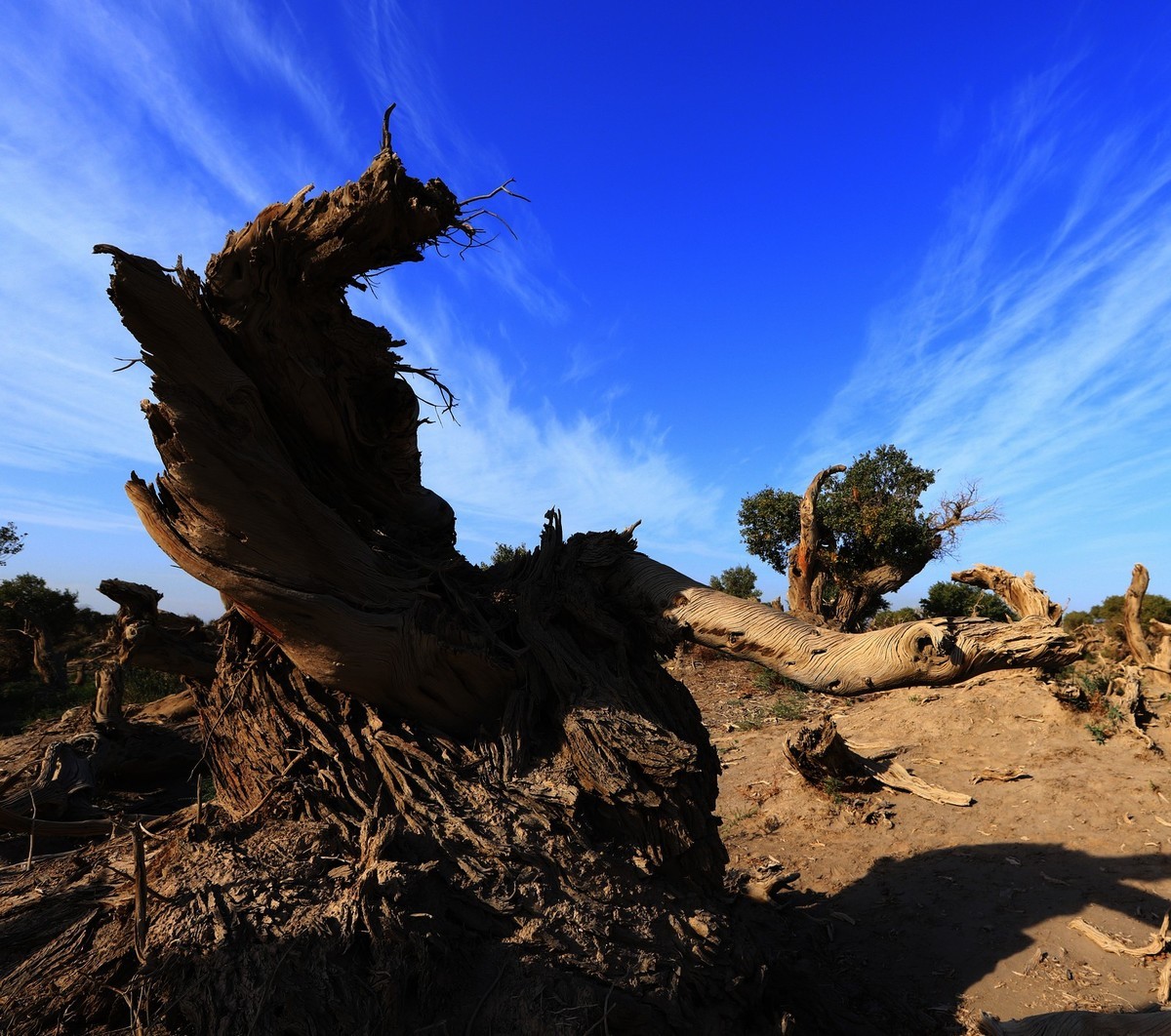 新疆伊吾的胡杨很有特点（1）