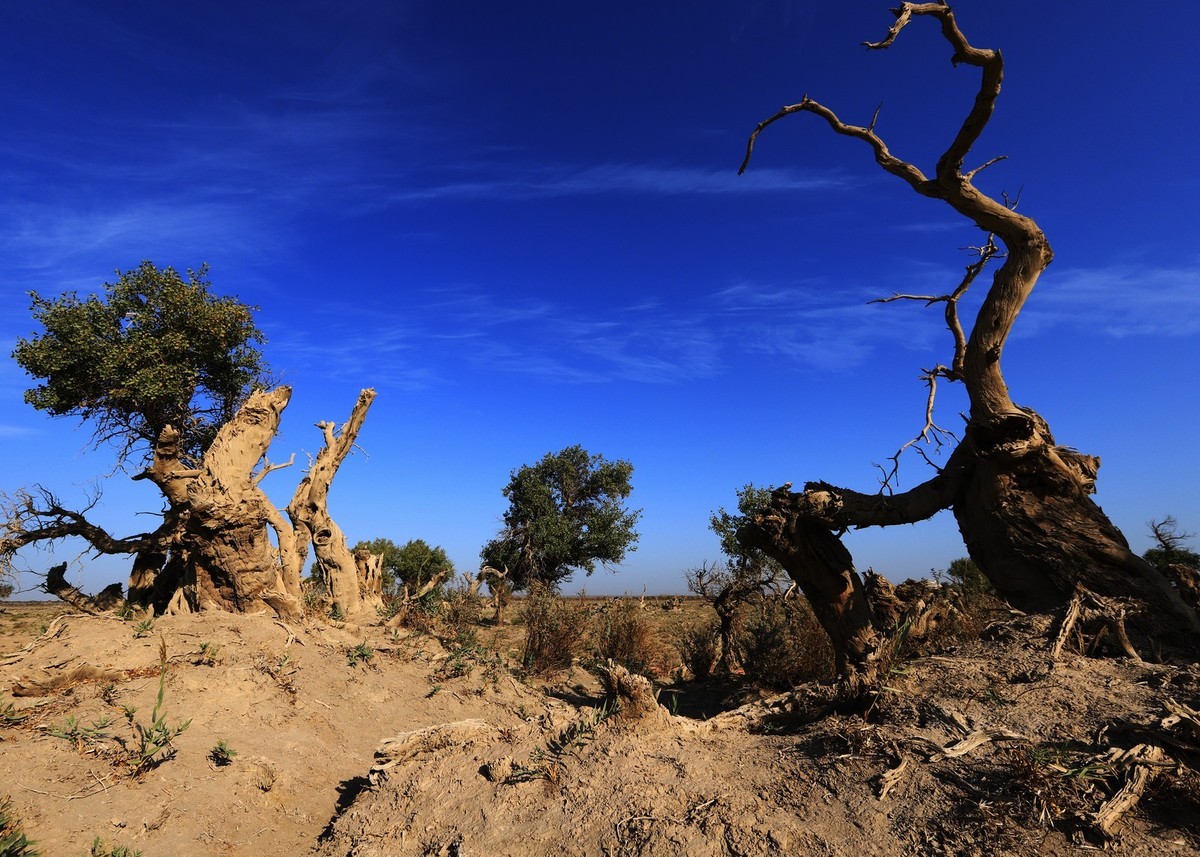 新疆伊吾的胡杨很有特点（1）