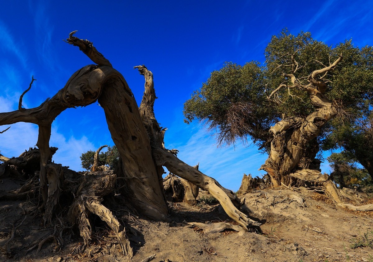 新疆伊吾的胡杨很有特点（1）