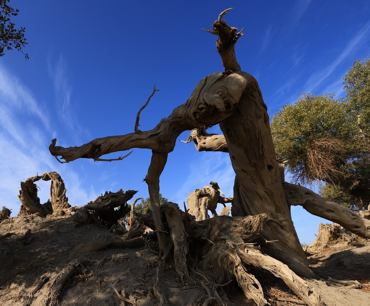 新疆伊吾的胡杨很有特点（1）