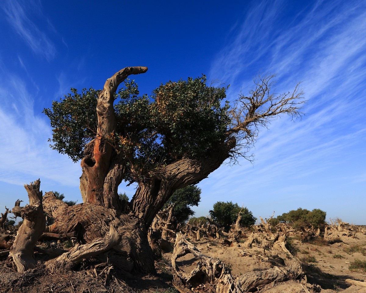 新疆伊吾的胡杨很有特点（1）