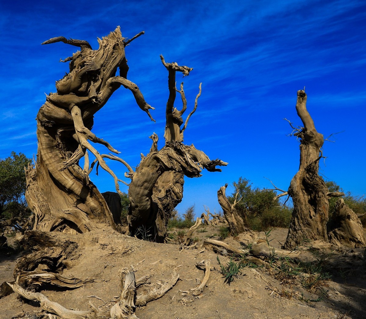 新疆伊吾的胡杨很有特点（1）