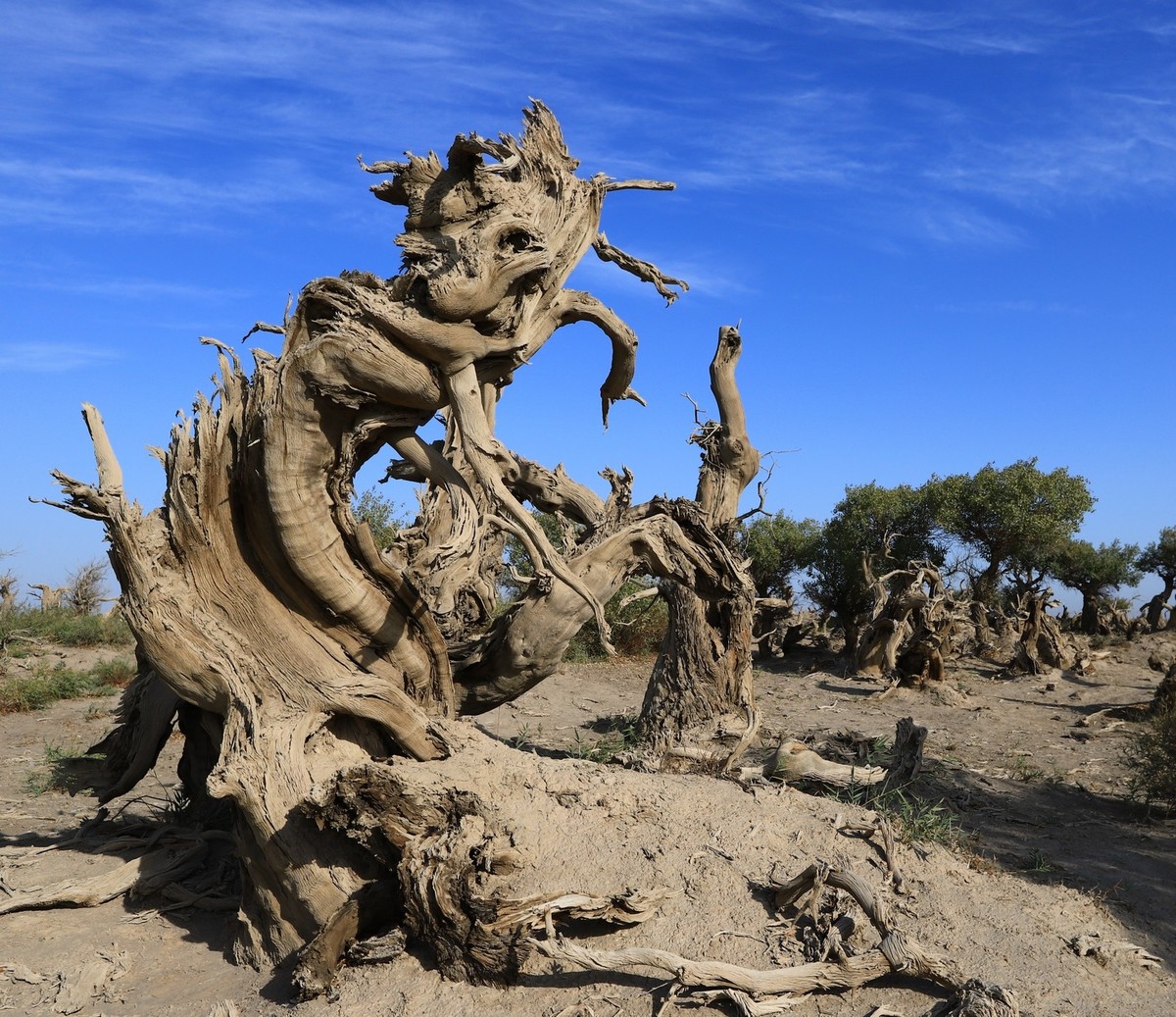 新疆伊吾的胡杨很有特点（1）