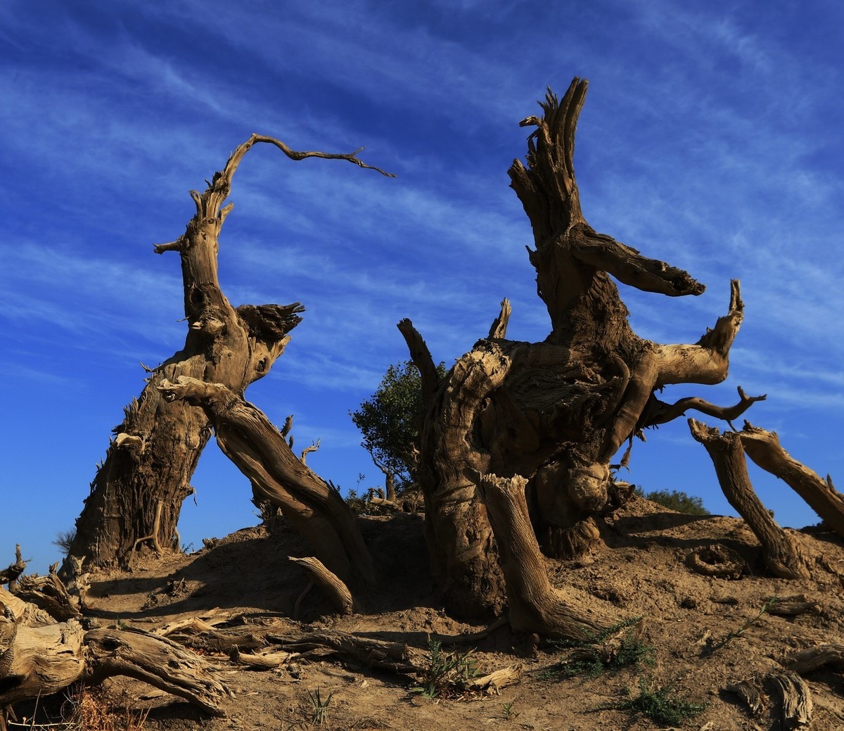 新疆伊吾的胡杨很有特点（1）