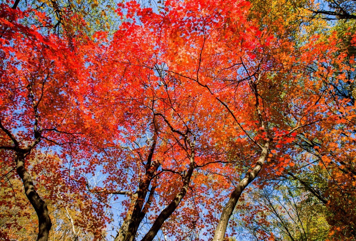 外出随拍（续255）.