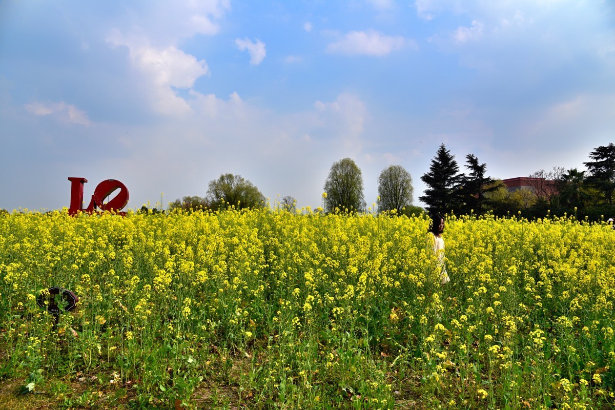 春回大地  油菜花开（三）