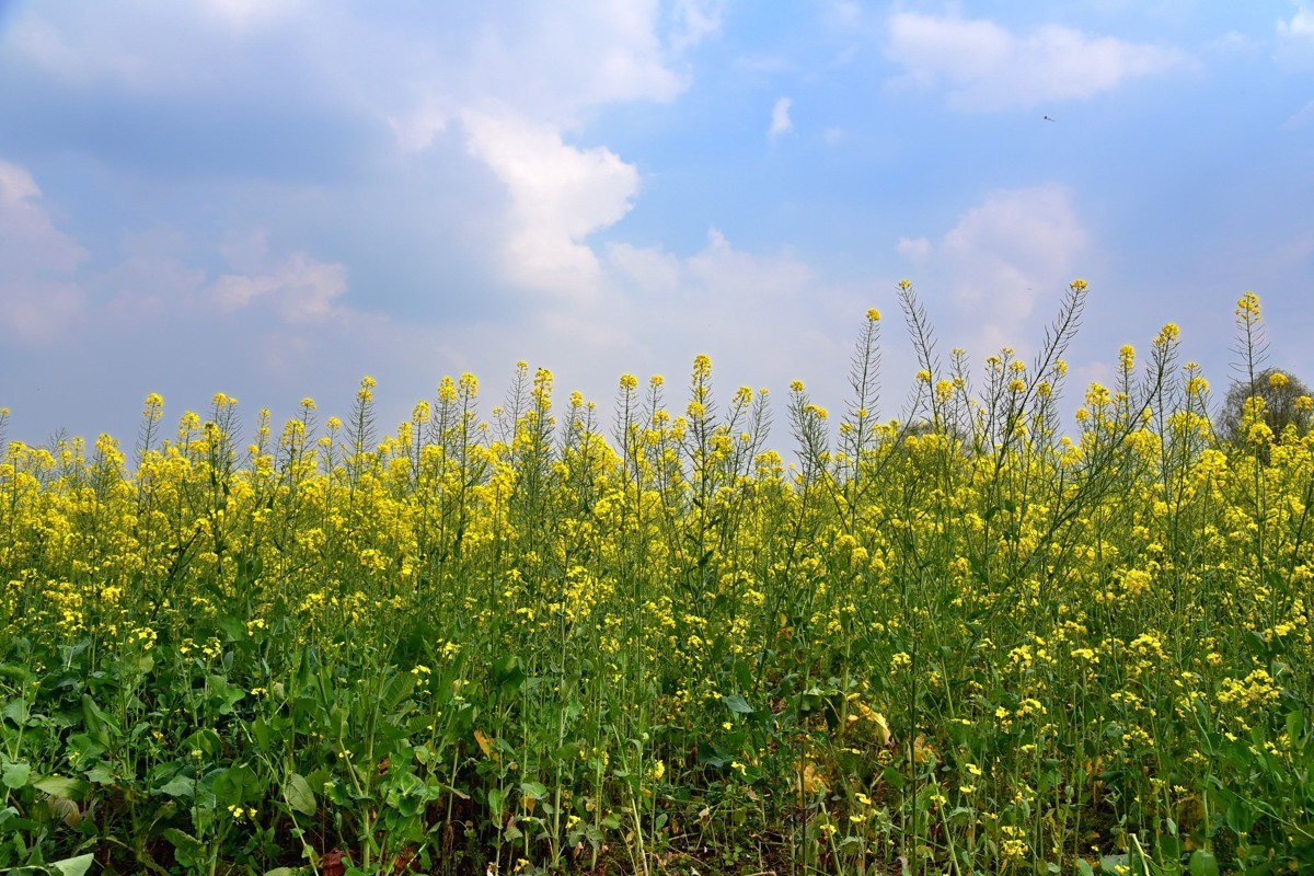 春回大地  油菜花开（三）