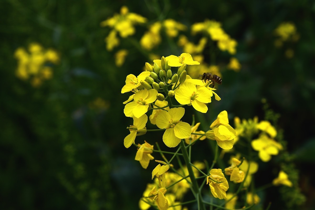 春回大地  油菜花开（三）