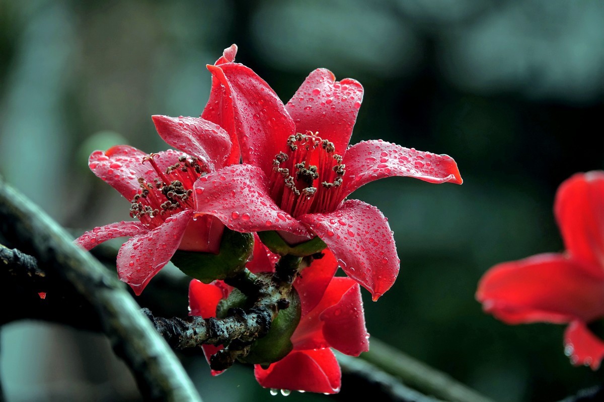 雨后的红棉