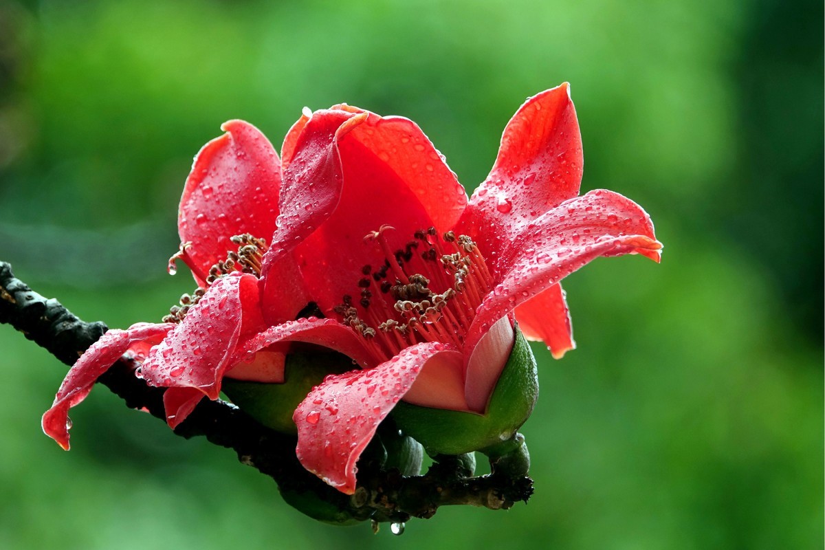 雨后的红棉