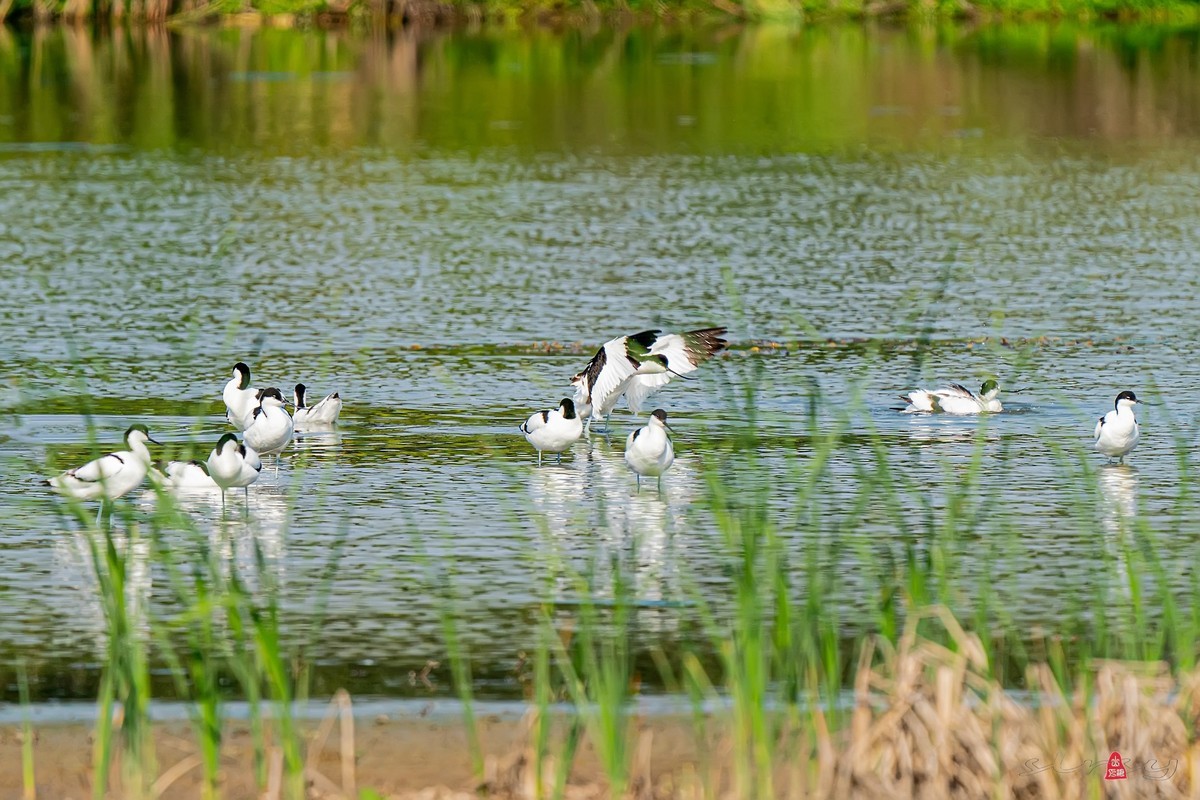 西大圩拍反嘴鹬