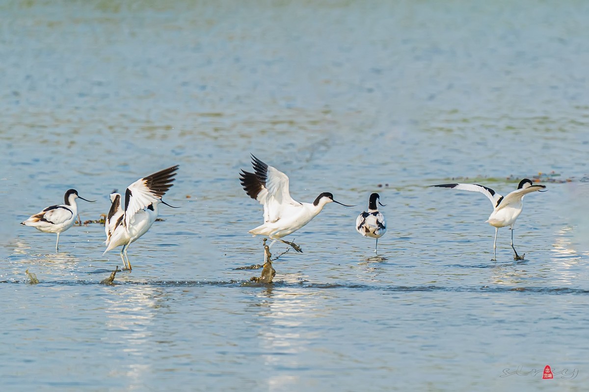 西大圩拍反嘴鹬