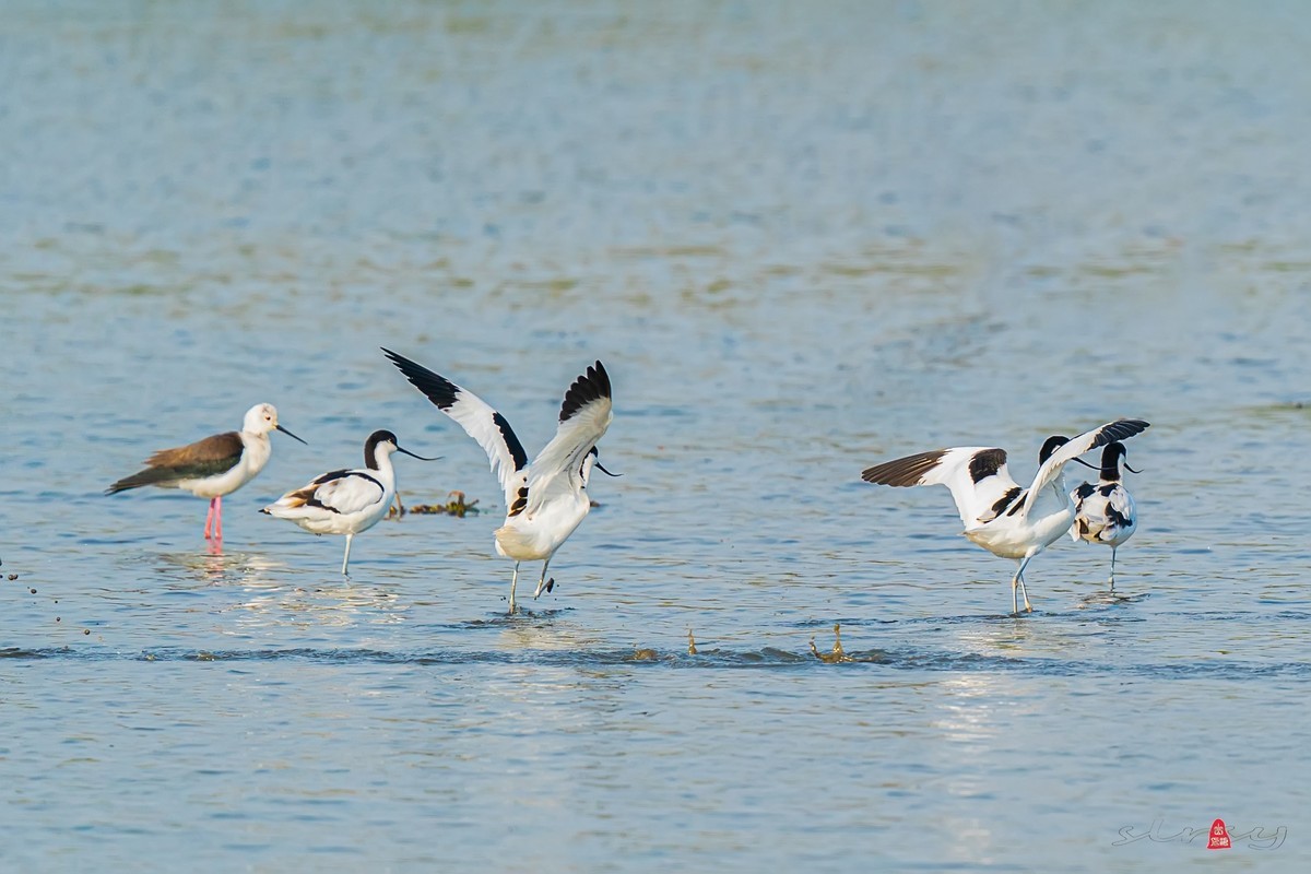 西大圩拍反嘴鹬
