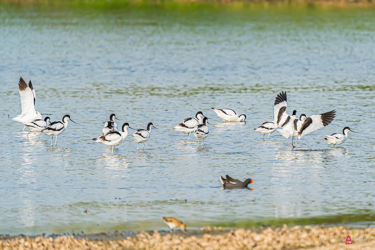 西大圩拍反嘴鹬