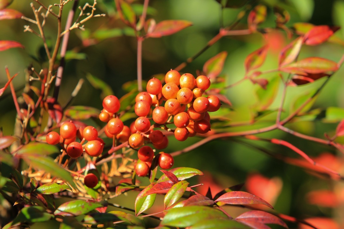 南天竹果子（1）