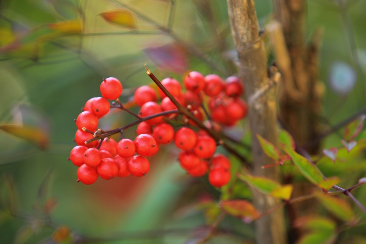 南天竹果子（1）