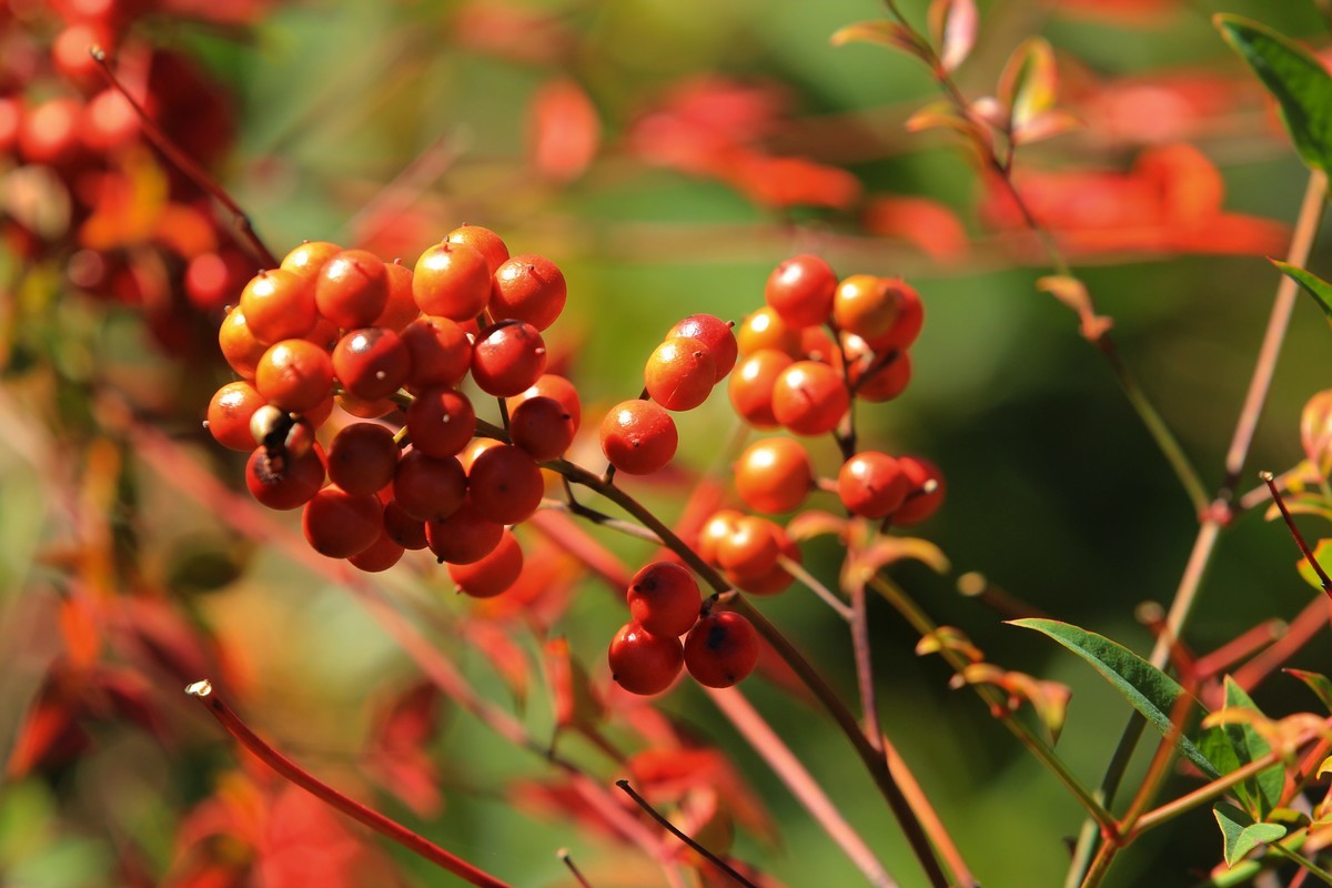 南天竹果子（1）