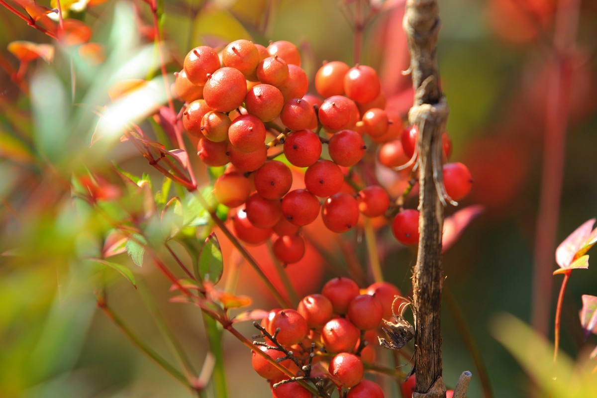 南天竹果子（1）