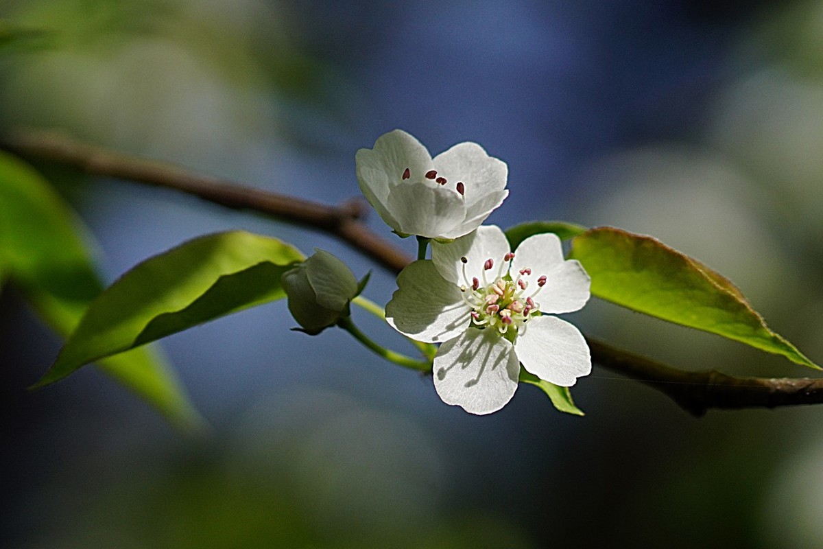 素雅之花梨花十