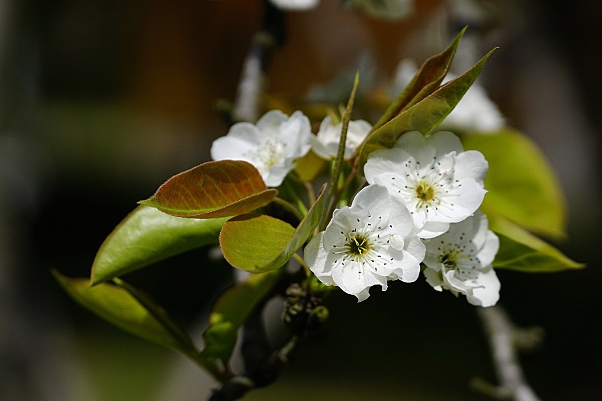 素雅之花梨花十
