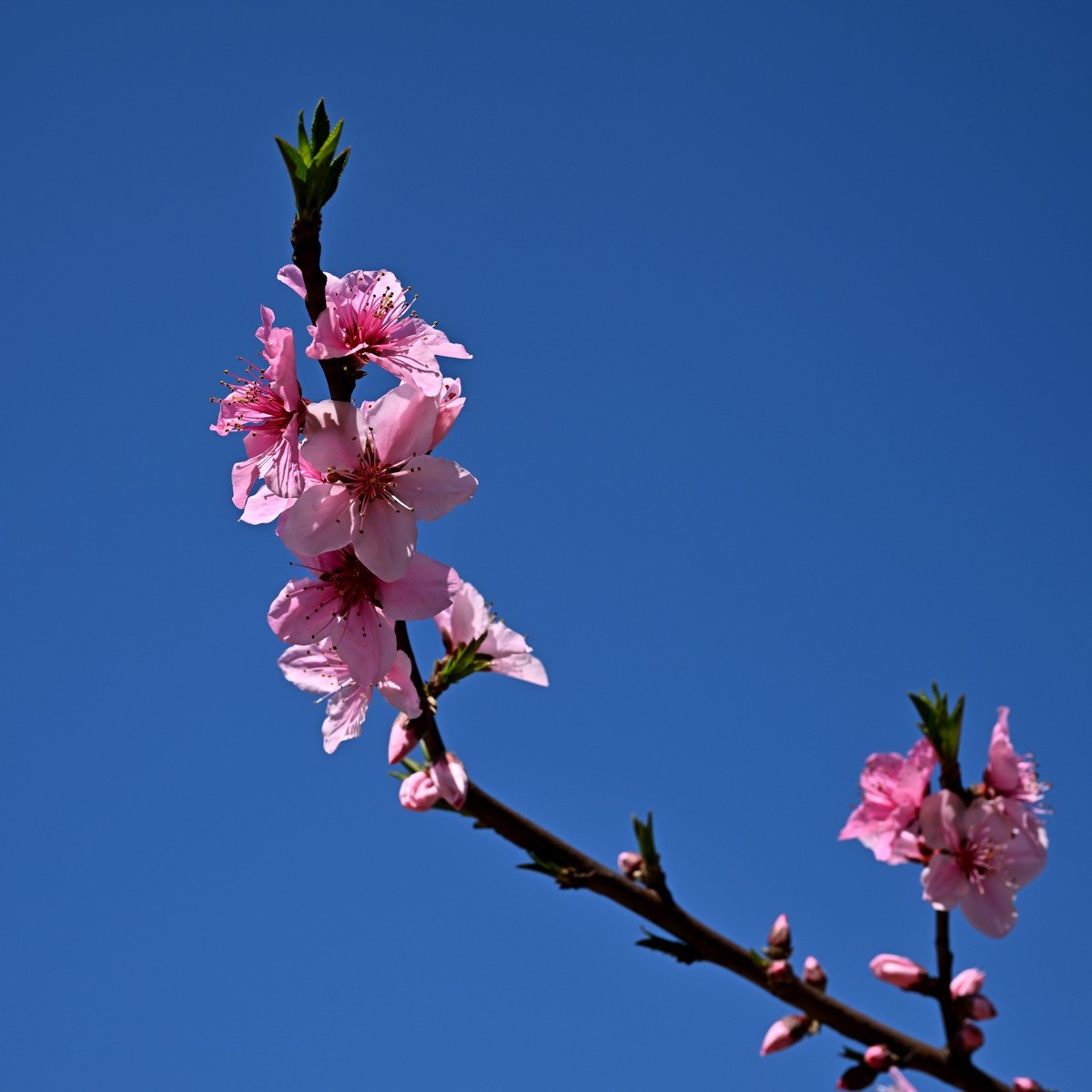 桃花朵朵俏争春