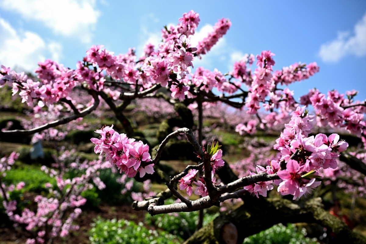 桃花朵朵俏争春