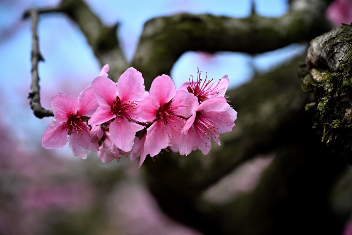 桃花朵朵俏争春