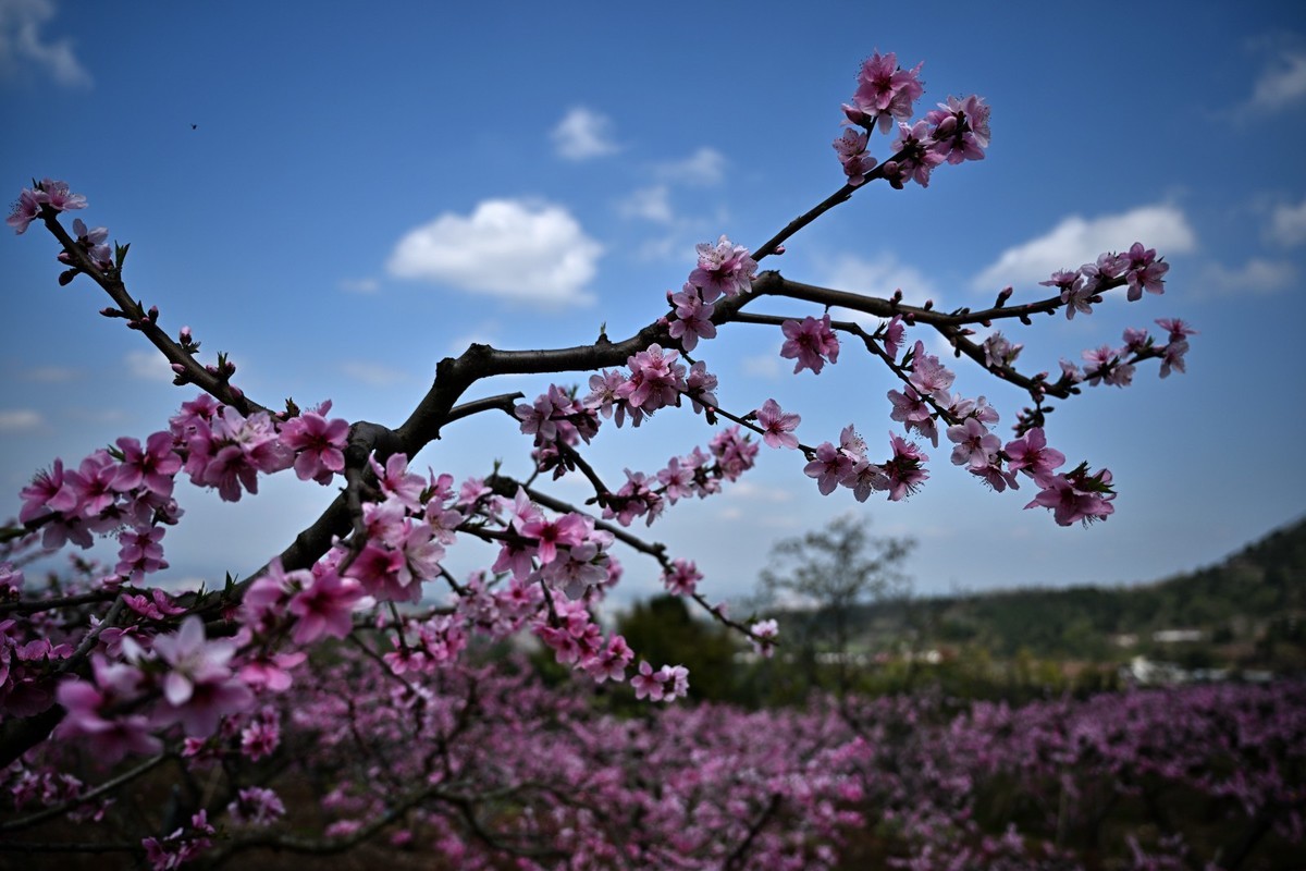 桃花朵朵俏争春