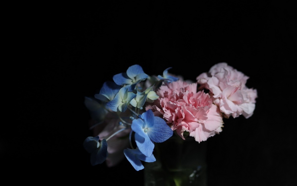 天气不好拍拍插花