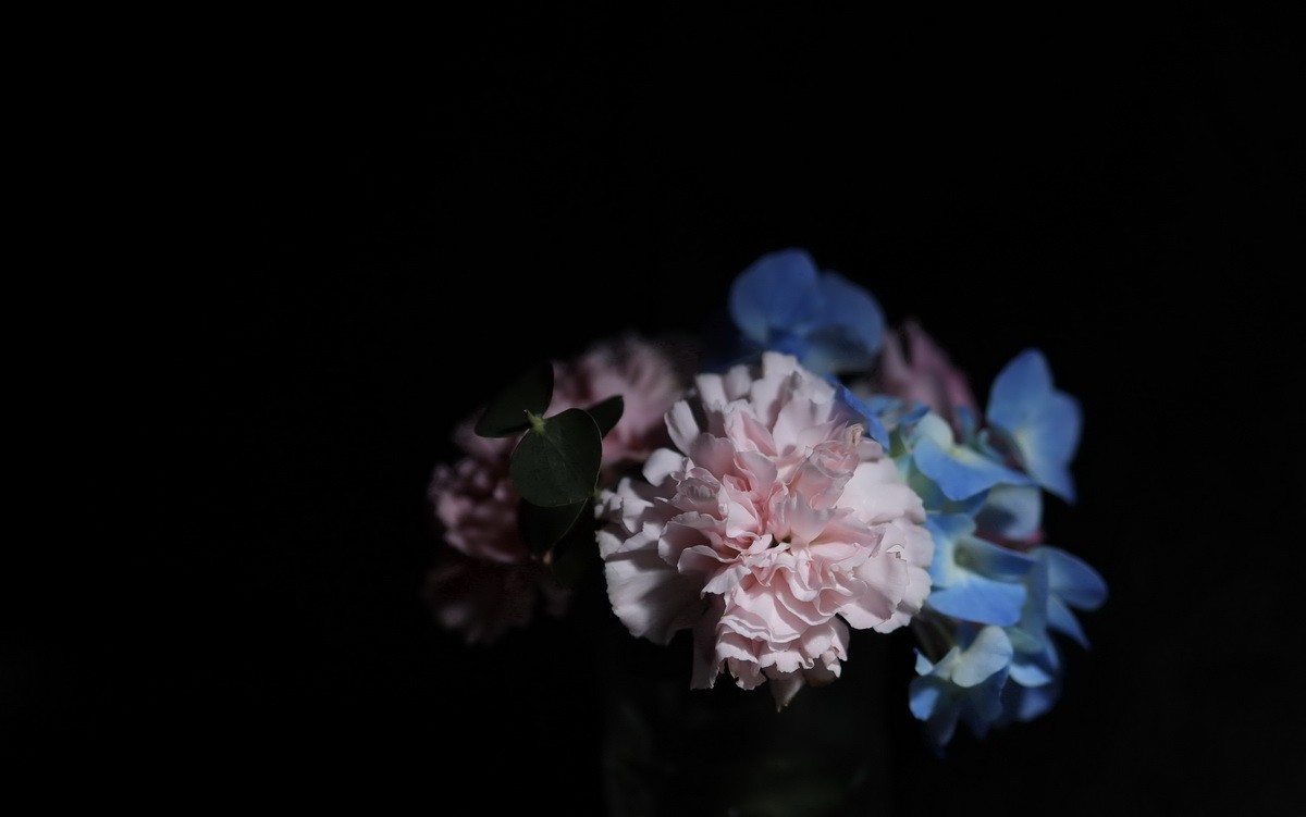 天气不好拍拍插花