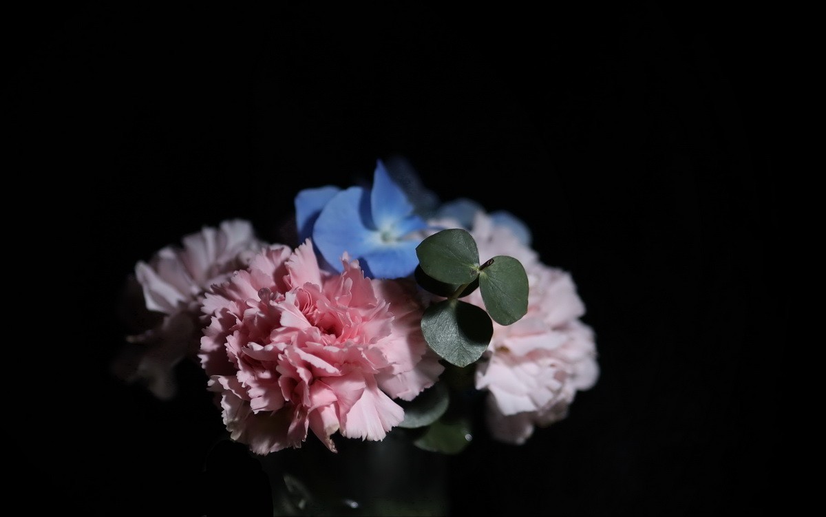 天气不好拍拍插花