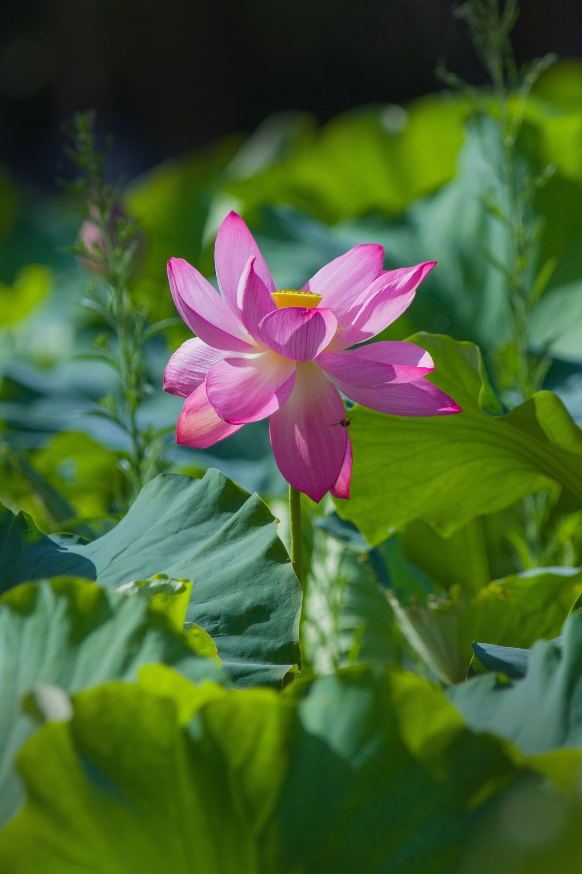 一枝荷花娇欲语