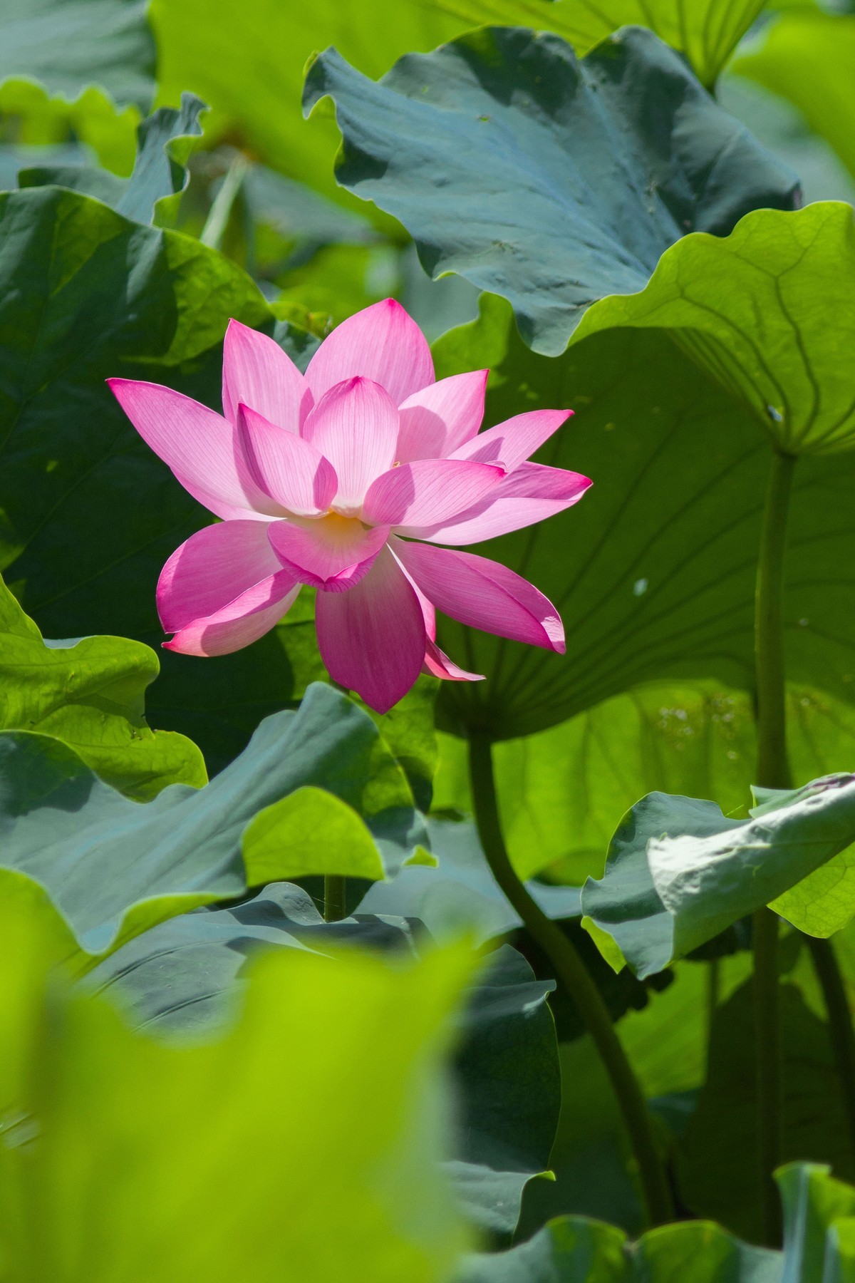 一枝荷花娇欲语